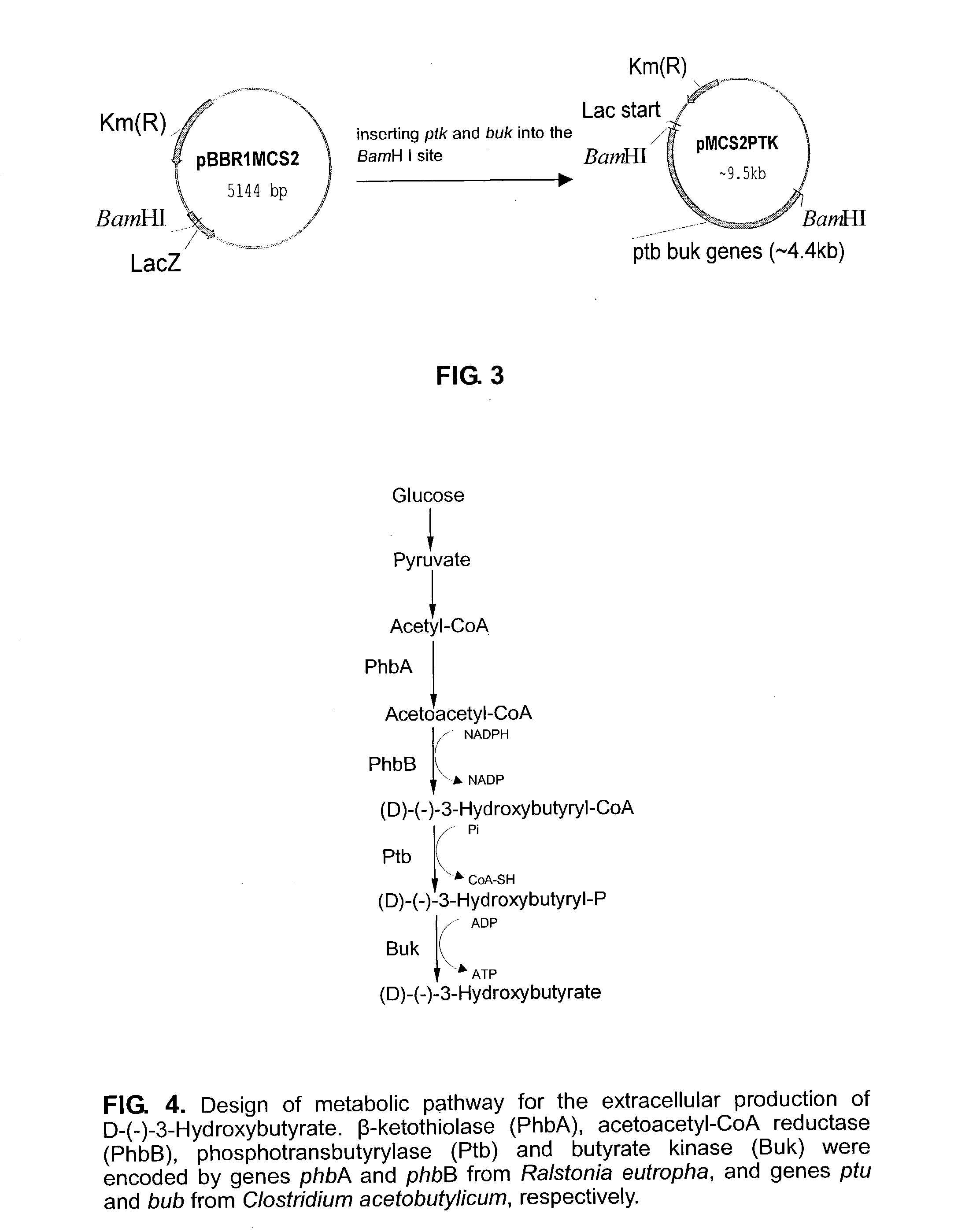 Method for the production of D-(-)-3-hydroxybutyric acid by recombinant esherichia coli