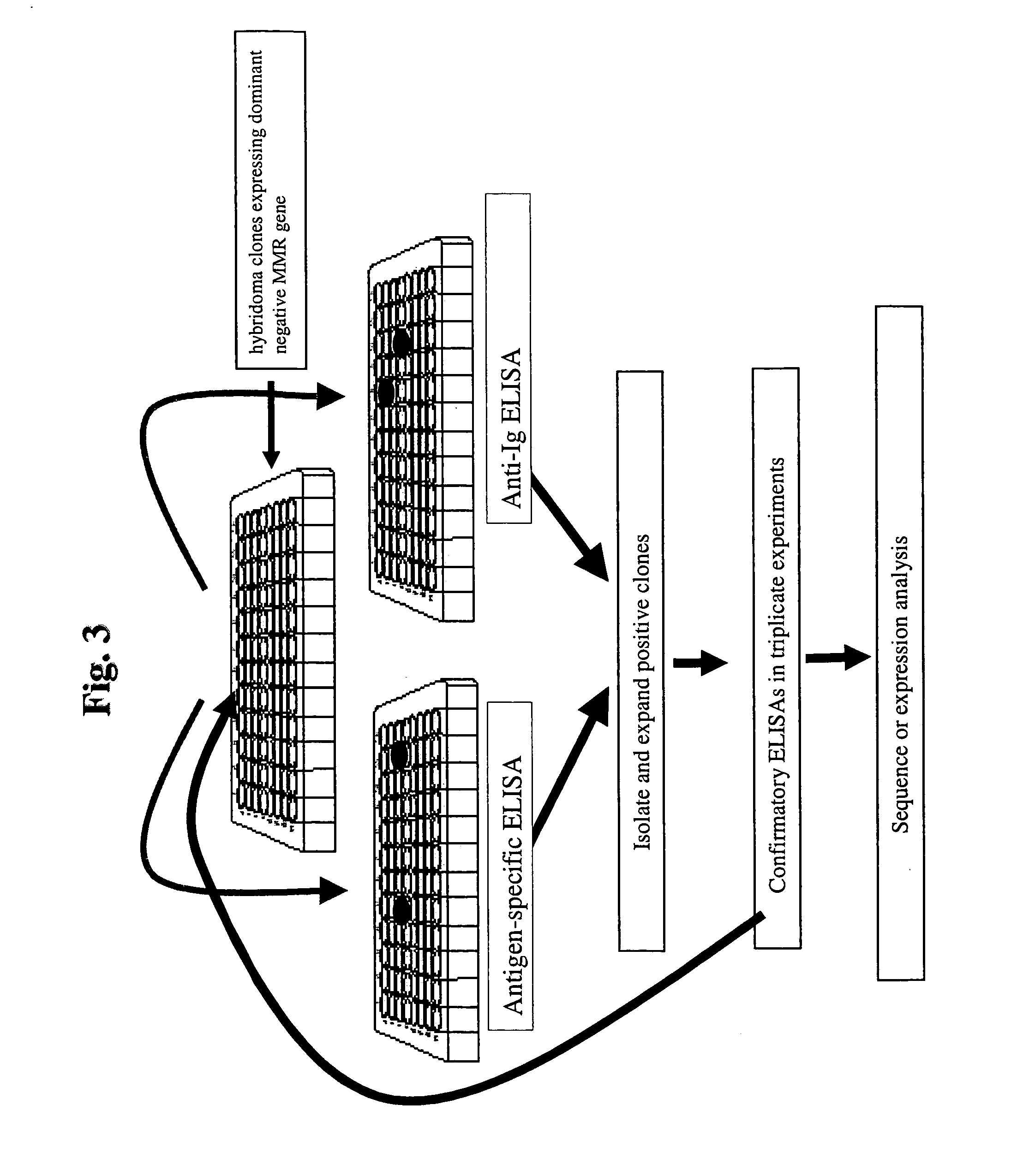 Antibodies and methods for generating genetically altered antibodies with high affinity