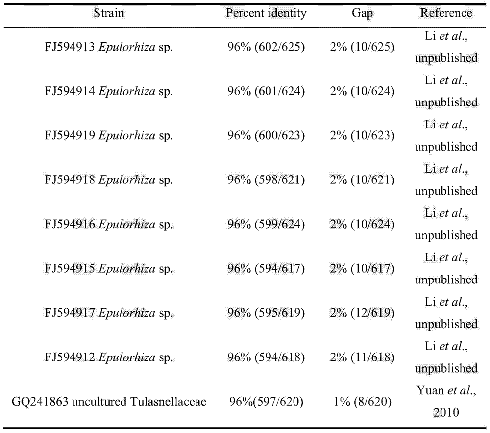 Epulorhiza sp. strain, application thereof and mycorrhiza fungi inoculation method