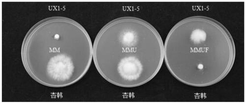 A method for protecting Pleurotus eryngii strains by using uracil auxotrophy