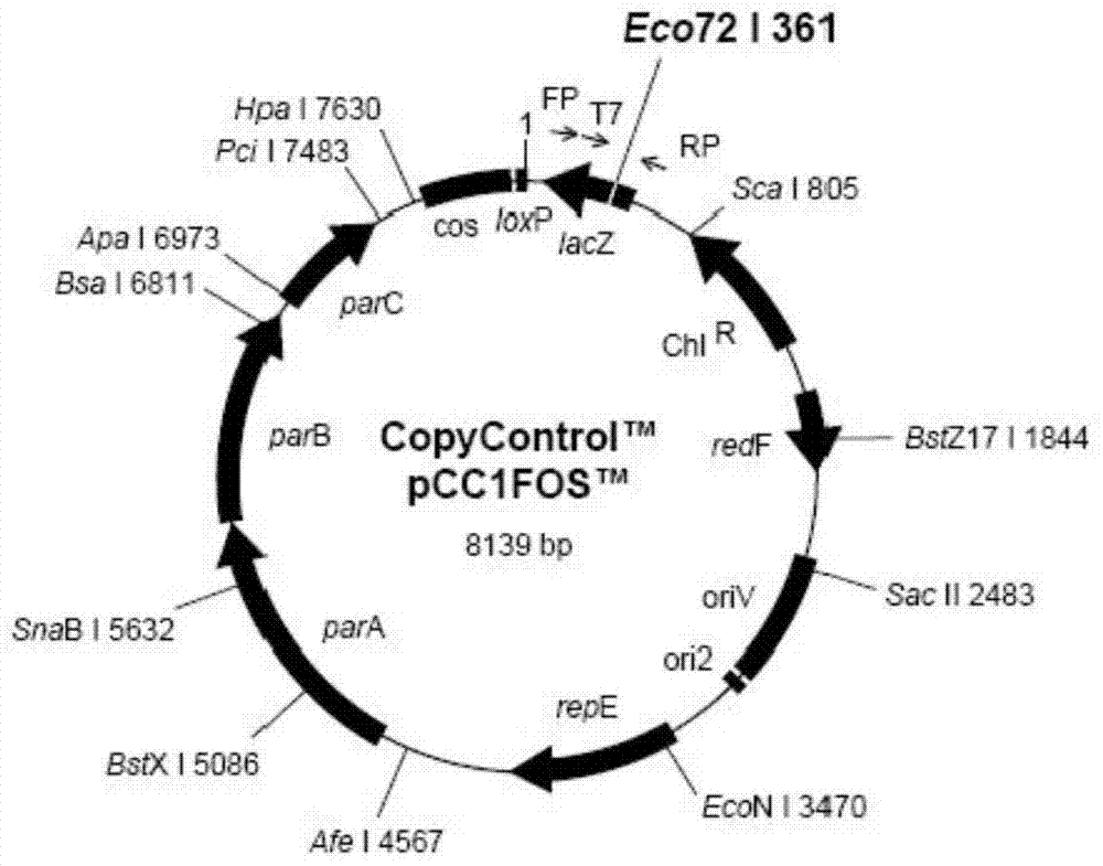 Marek's disease virus infectious recombinant cloning system and its construction method and application