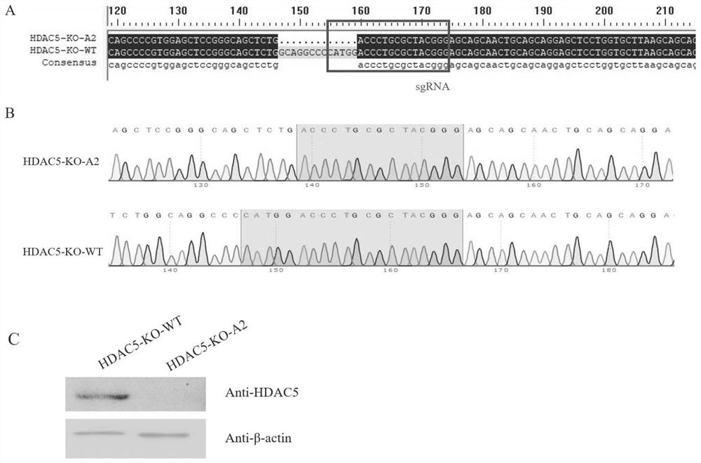 HDAC5 gene knockout BHK-21 cell line as well as construction method and application thereof