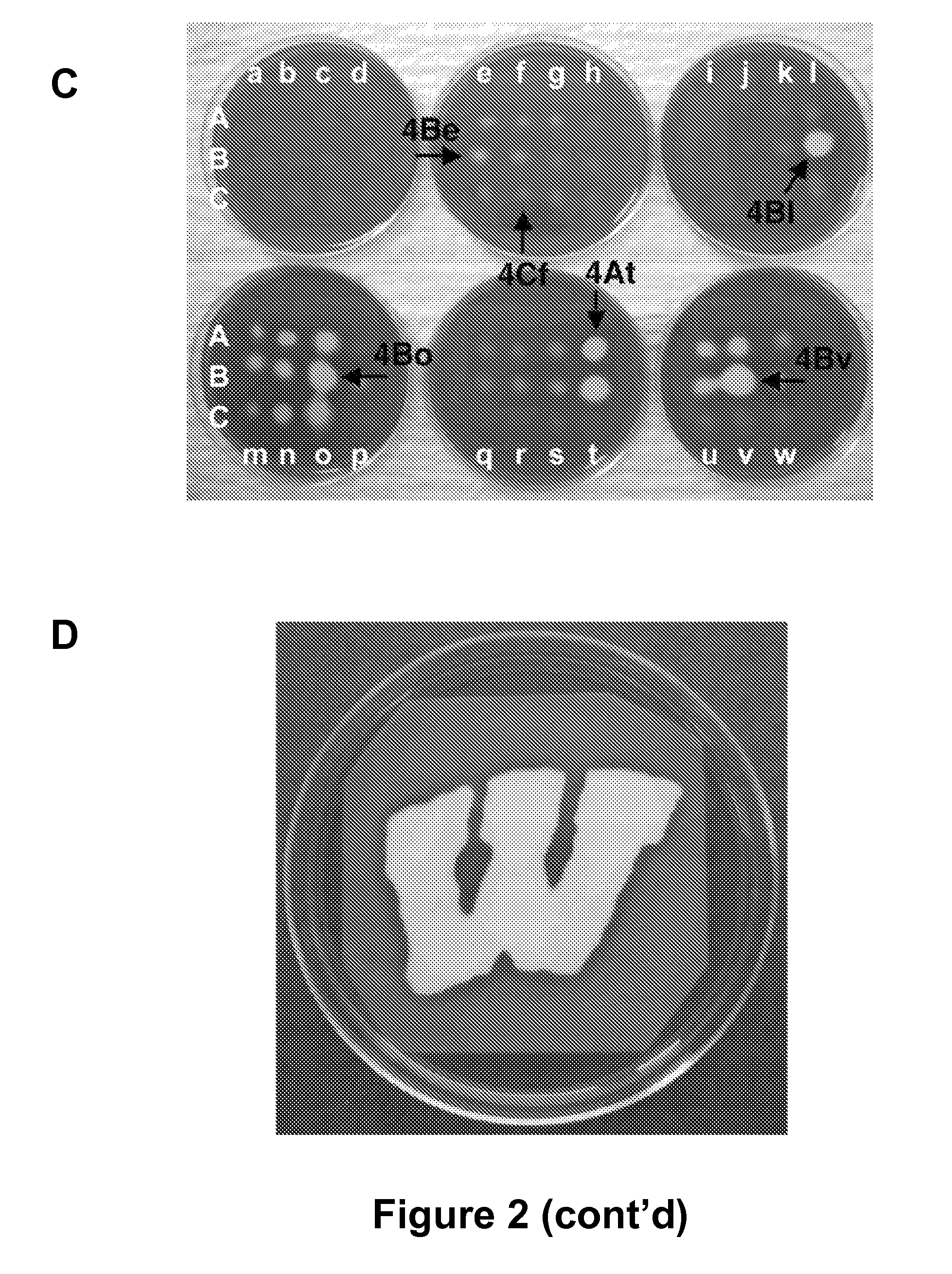 Cyanopyridine antibacterial agents