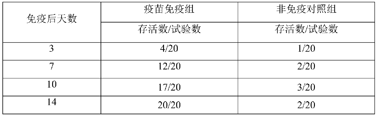 A kind of Salmonella pullorum sp9905 and its application