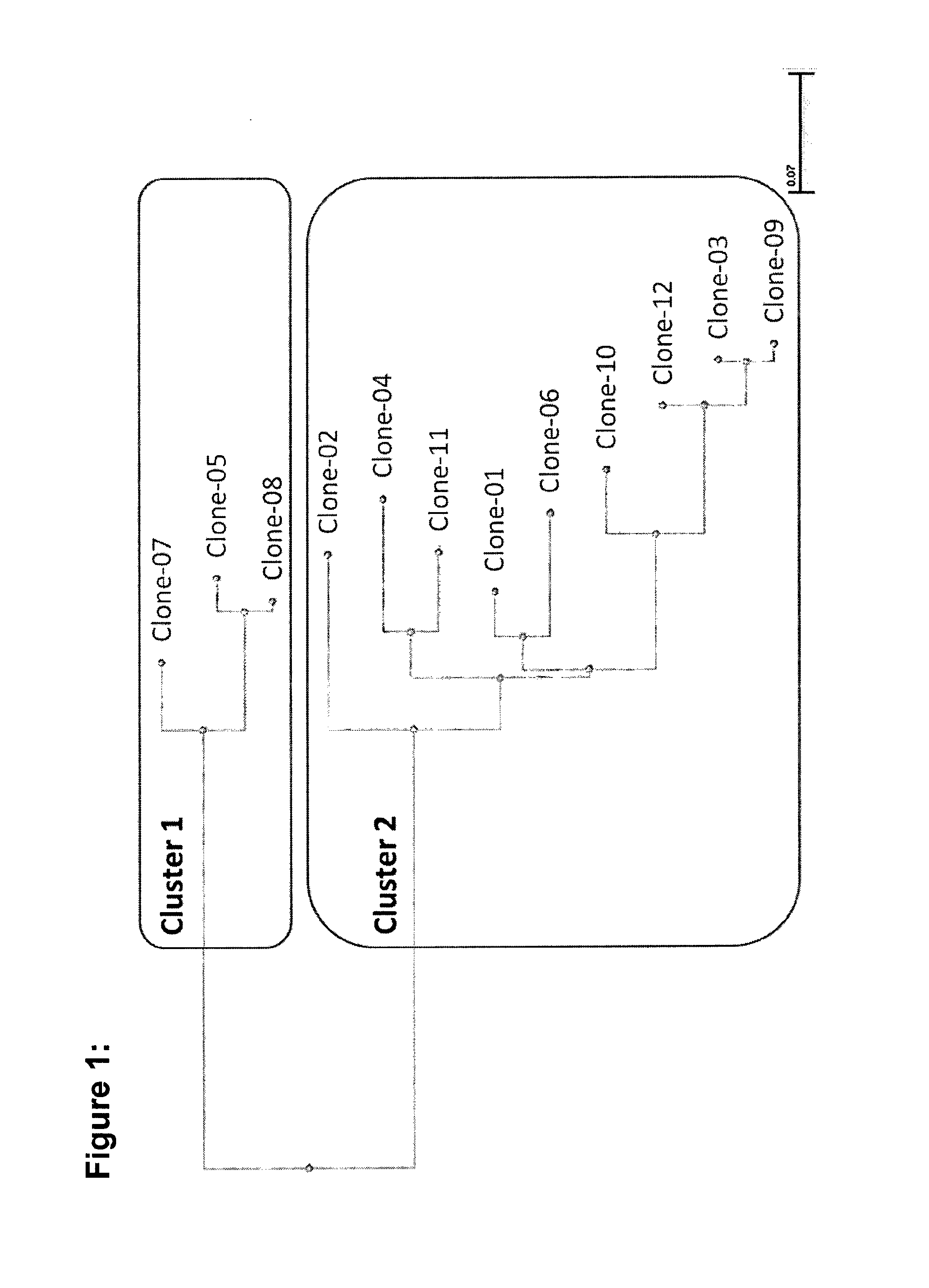 Novel antibodies