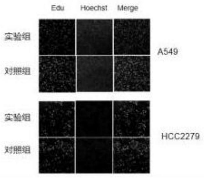 Use of a piwi protein-interacting RNA piR-hsa-211106