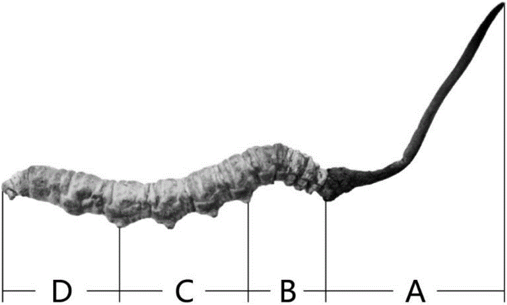 Determination method for freshness of fresh cordyceps sinensis