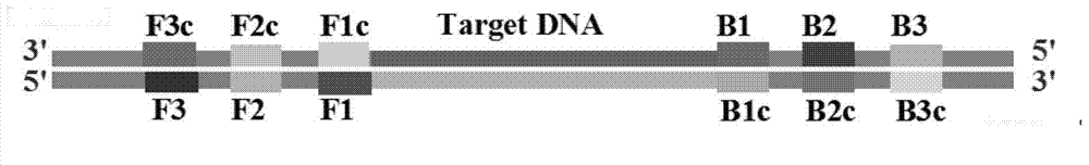 Loop-mediated isothermal amplification (LAMP) method based on TaqMan probe, and LAMP primer and kit special for same