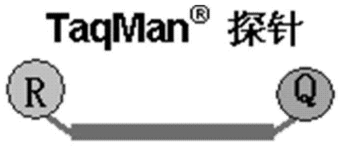 Loop-mediated isothermal amplification (LAMP) method based on TaqMan probe, and LAMP primer and kit special for same