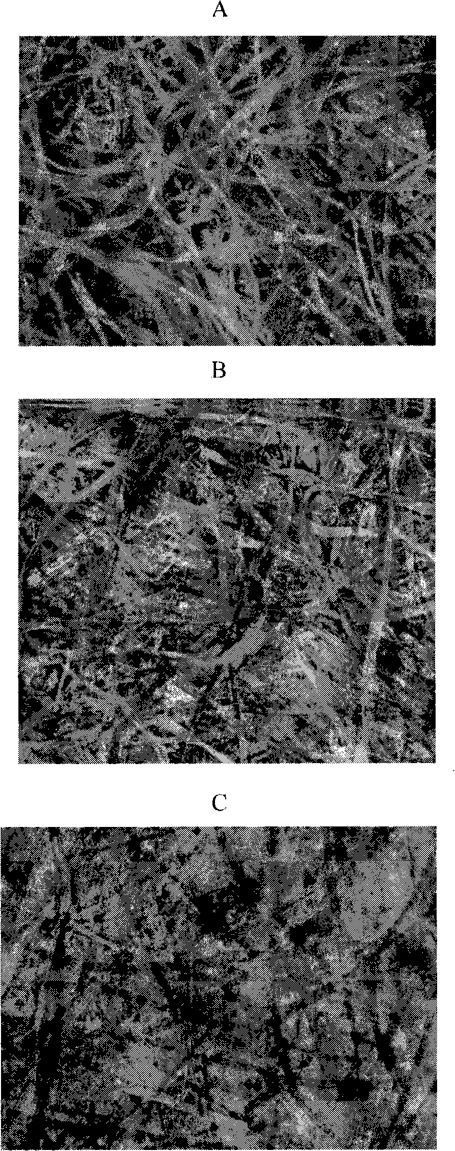 Paperboard containing microplatelet cellulose particles