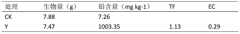 Application of cone gypsophila acutifolia in repair of lead-polluted soil