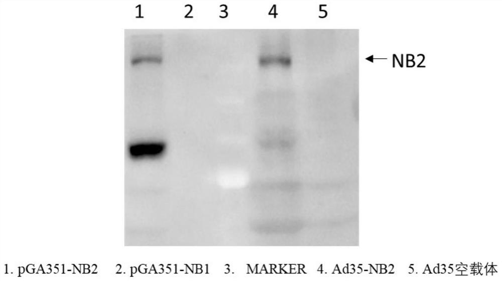 Ad35 vector vaccine for preventing SARS-CoV-2 infection