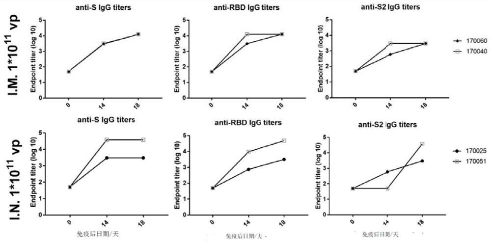 Ad35 vector vaccine for preventing SARS-CoV-2 infection