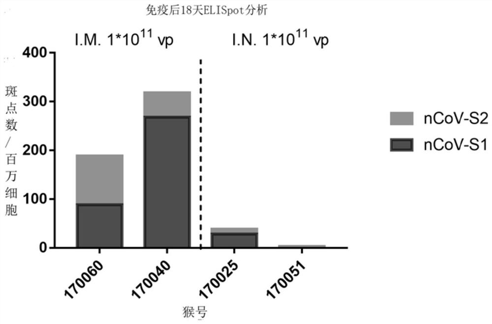 Ad35 vector vaccine for preventing SARS-CoV-2 infection