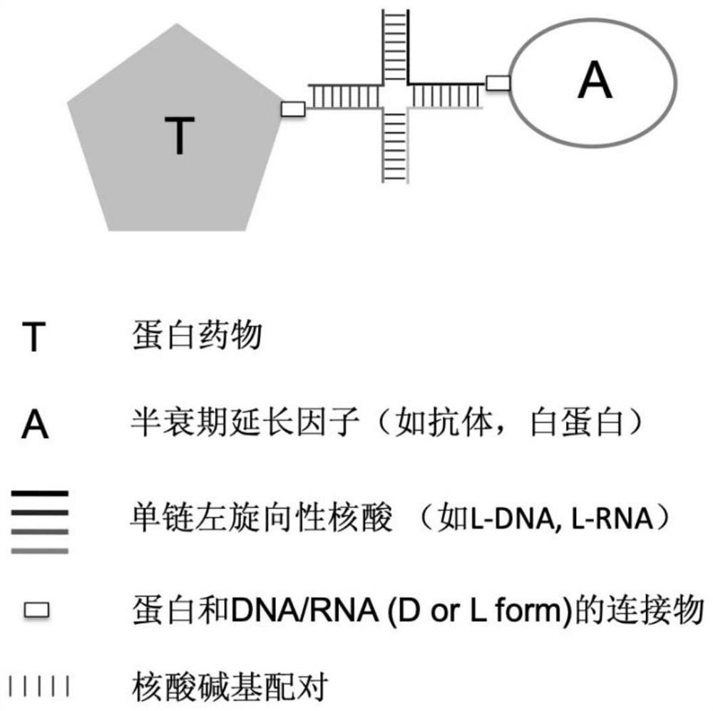 Drug with prolonged half-life period, library thereof, preparation method and application thereof