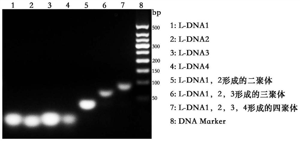 Drug with prolonged half-life period, library thereof, preparation method and application thereof