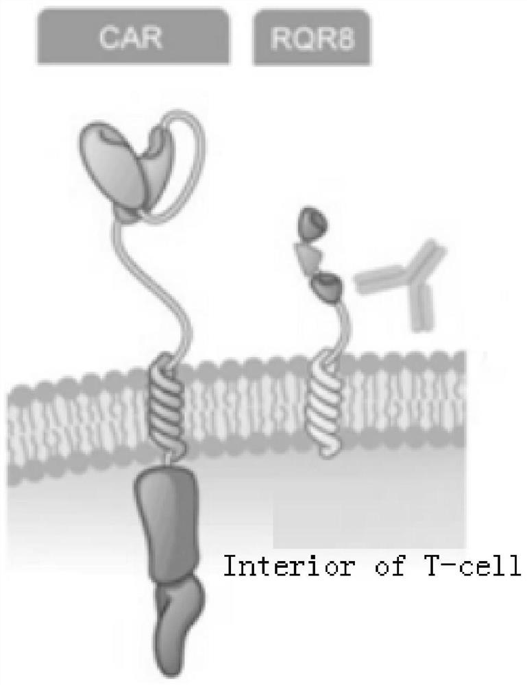 Anti-egfrvⅢ safe chimeric antigen receptor, its preparation method, nk cell modified by using it and application