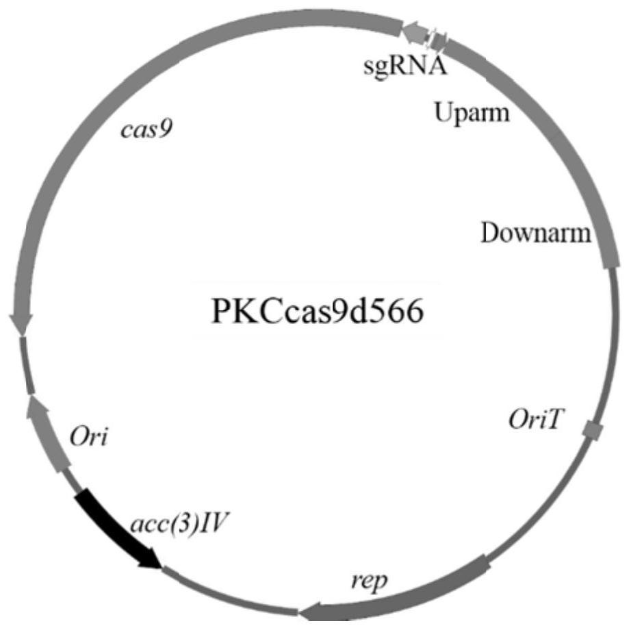 A kind of genetically engineered bacterium producing lincomycin and its construction method and application