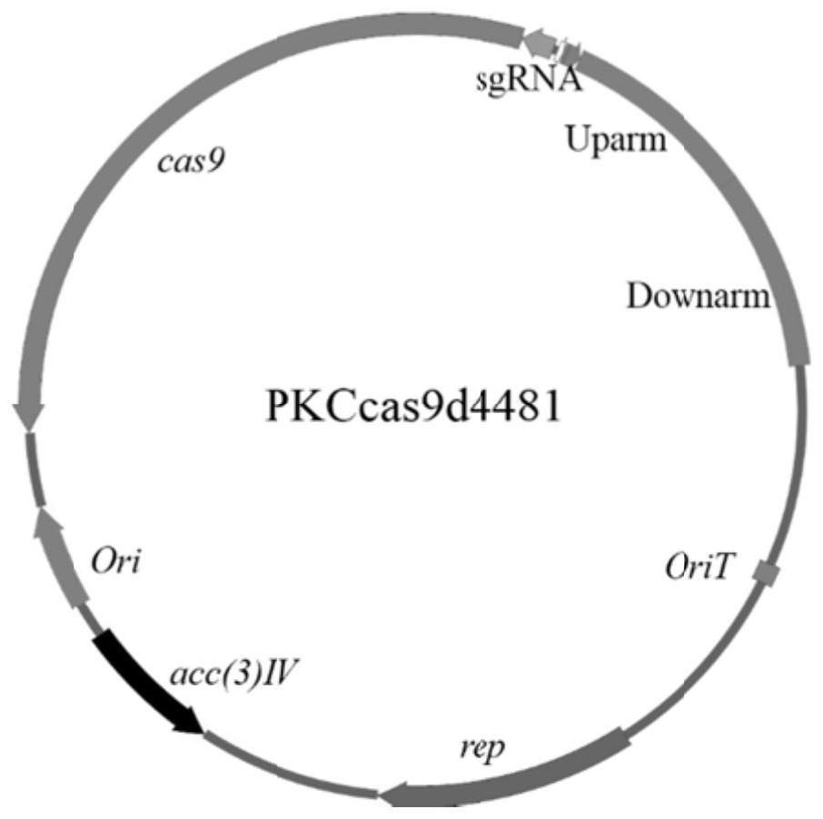 A kind of genetically engineered bacterium producing lincomycin and its construction method and application