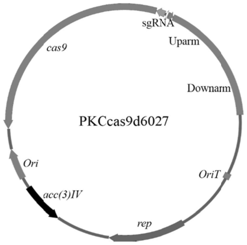 A kind of genetically engineered bacterium producing lincomycin and its construction method and application