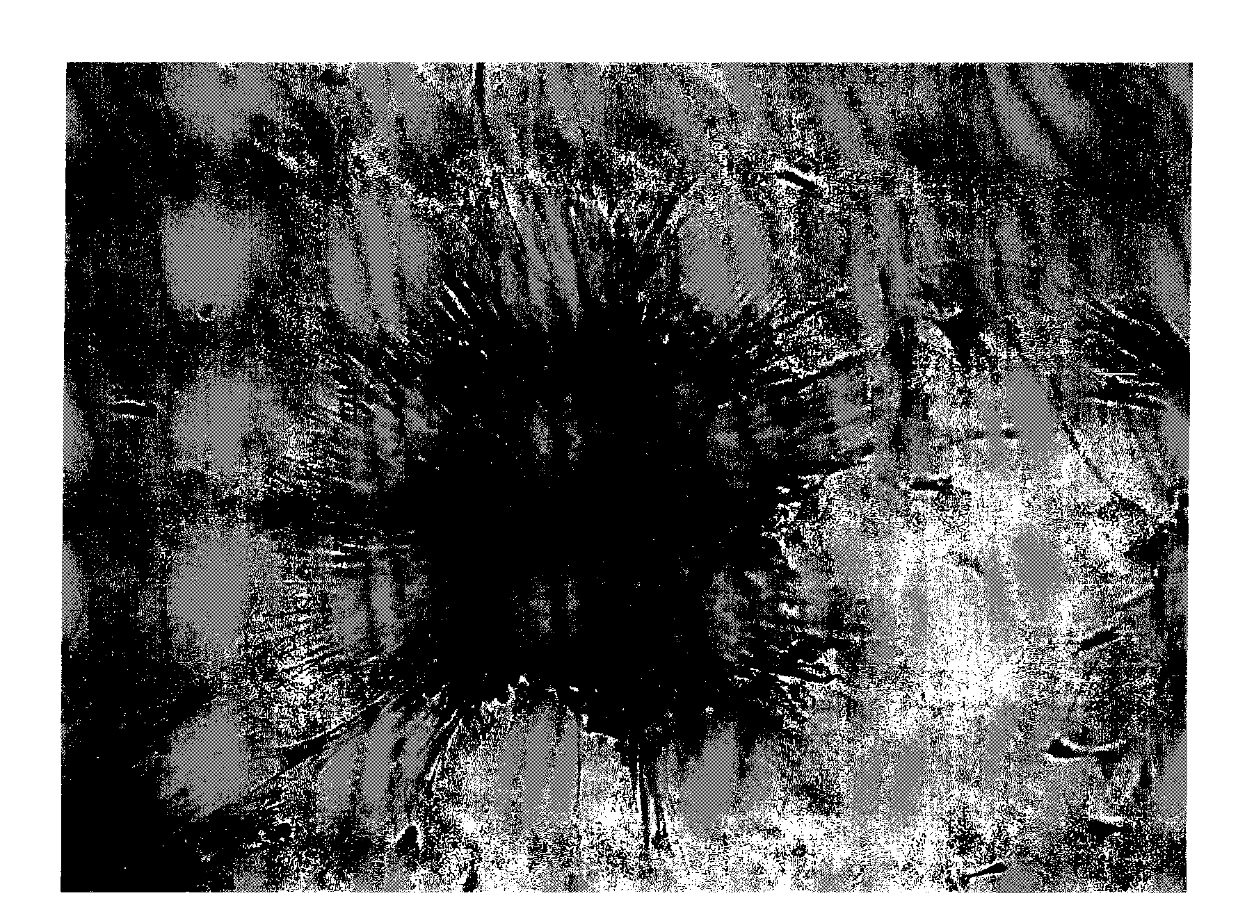 Method for storing mesenchymal stem cells and method for culturing mesenchymal stem cells