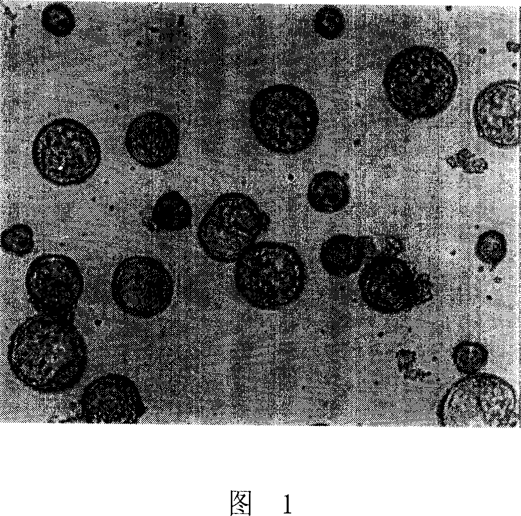 Method for obtaining Brassica oleracea var. acephala DC. small spore regenerated plants and special culture medium