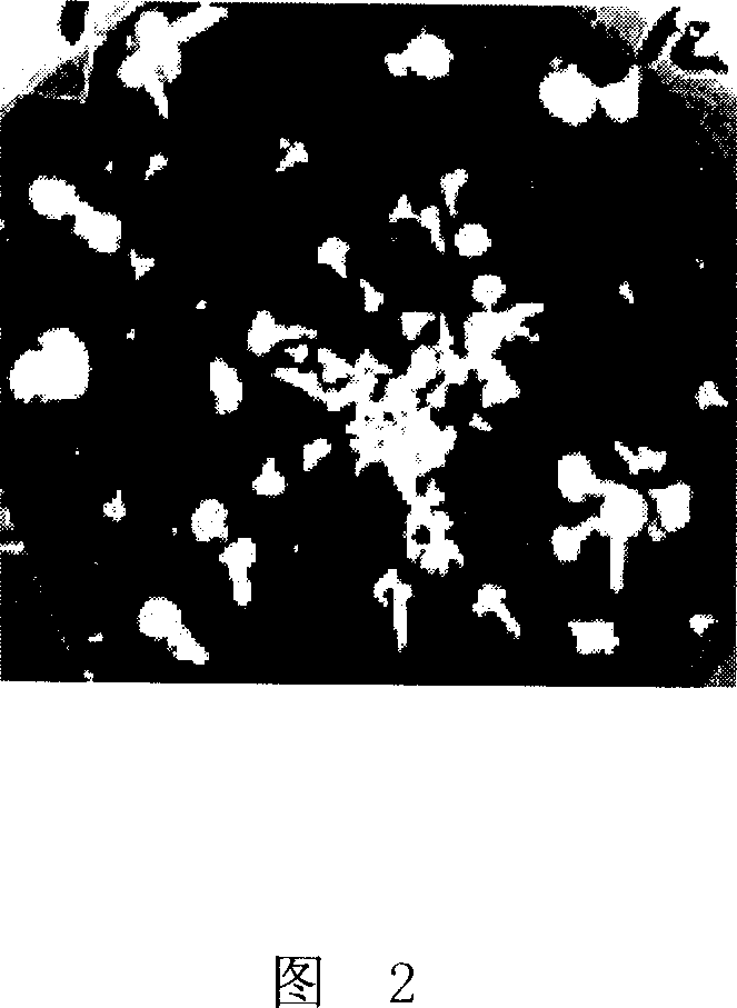 Method for obtaining Brassica oleracea var. acephala DC. small spore regenerated plants and special culture medium