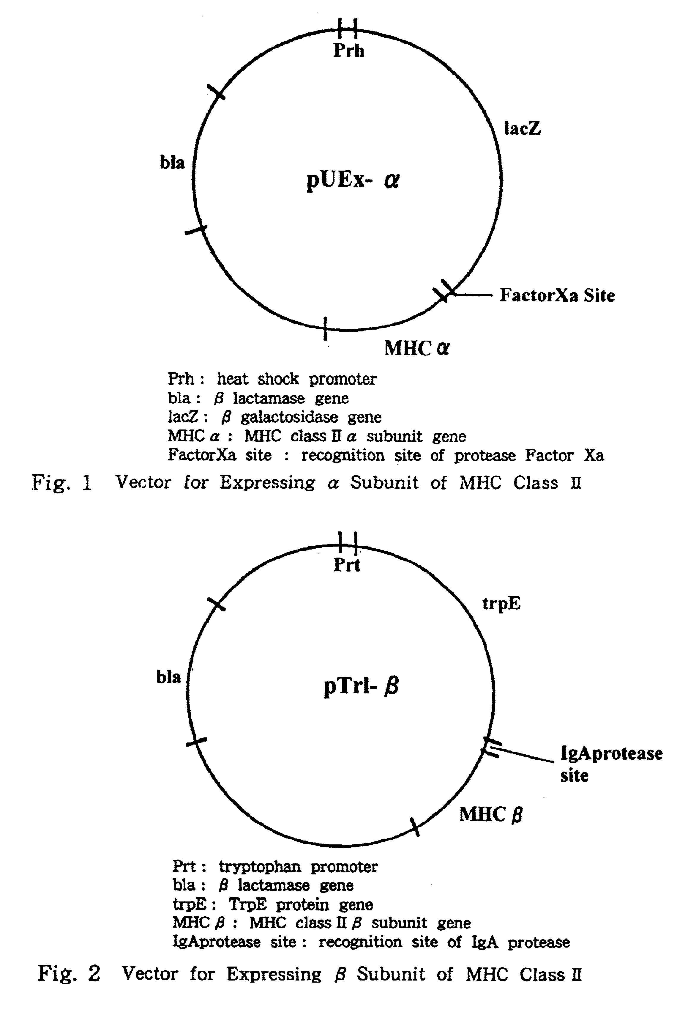 Process for preparing major histocompatibility antigen class II protein and materials in which the same is bound