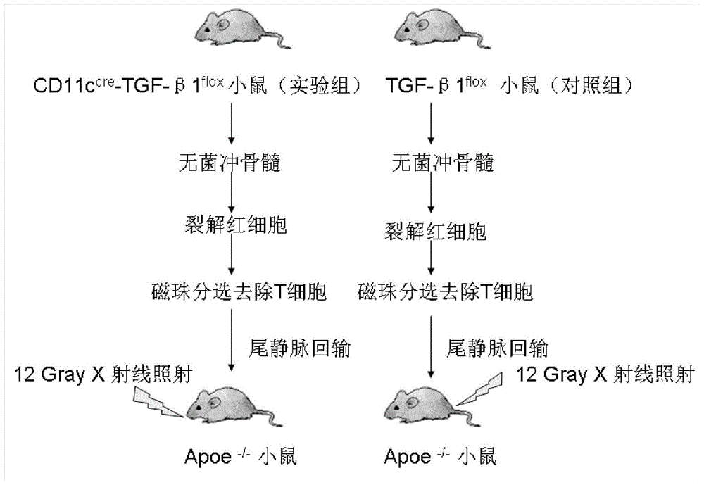 Application of tgf-β1 expressed by dendritic cells in the preparation of anti-atherosclerotic drugs