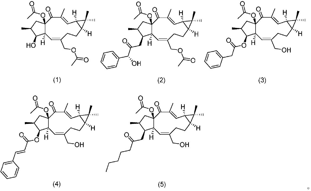 Lathyrane compound and extraction method and application thereof