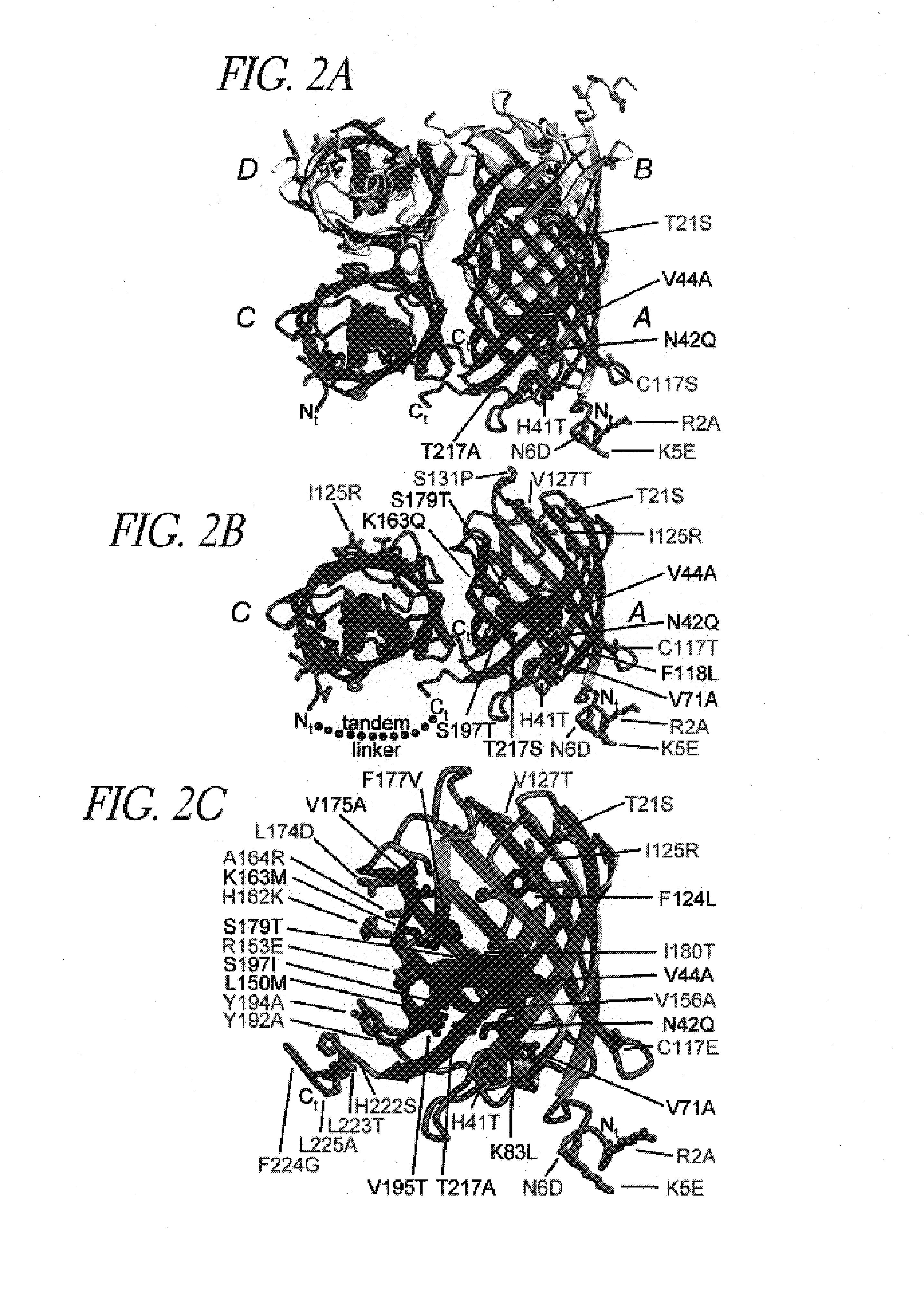 Monomeric and dimeric fluorescent protein variants and methods for making same