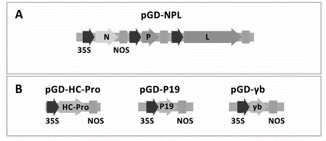 Recombinant plant rhabdovirus vector and construction method thereof