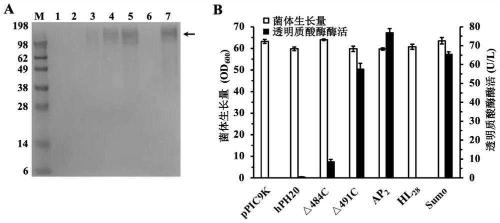 Recombinant pichia pastoris for producing human hyaluronidase PH20 and construction method of recombinant pichia pastoris