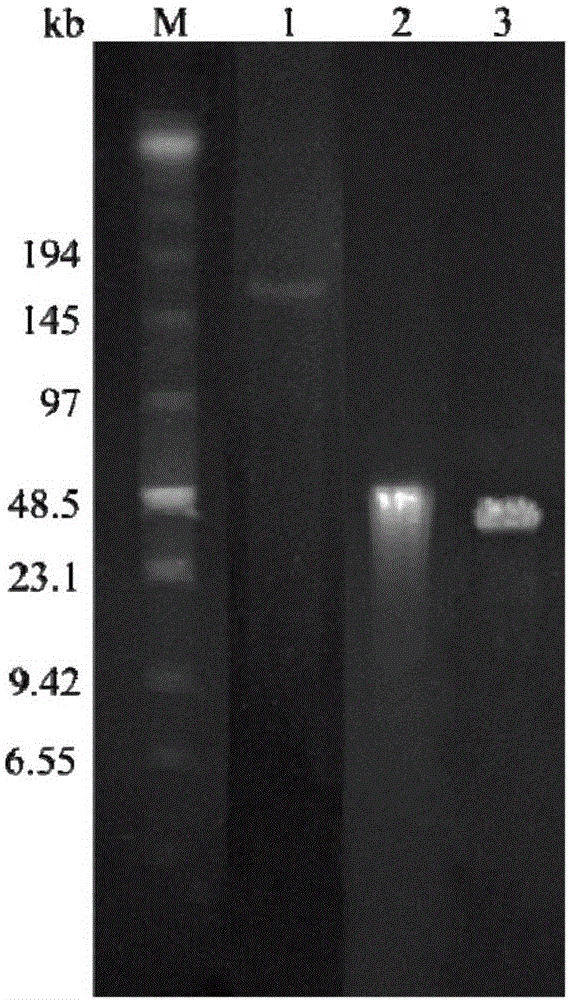 Recombined chicken Marek's disease virus vaccine strain for expressing Gag and Env genes of avian leukosis virus subgroup J and construction method and application of recombined chicken Marek's disease virus vaccine strain