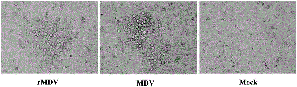 Recombined chicken Marek's disease virus vaccine strain for expressing Gag and Env genes of avian leukosis virus subgroup J and construction method and application of recombined chicken Marek's disease virus vaccine strain