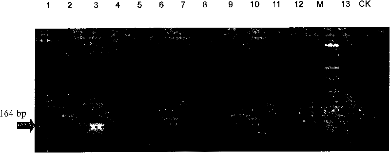 Primer for PCR identification of kidney bean and PCR identification method