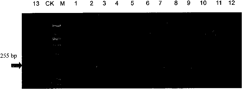 Primer for PCR identification of kidney bean and PCR identification method