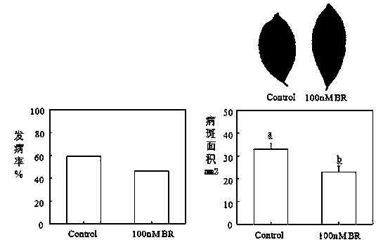 Application of 24-epibrassinolide and 24-epibrassinolide containing environment-friendly preparation for preventing and treating tea tree anthracnose