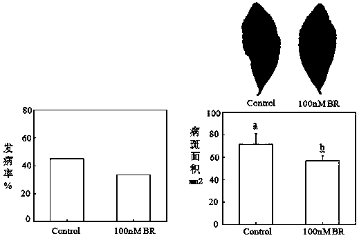 Application of 24-epibrassinolide and 24-epibrassinolide containing environment-friendly preparation for preventing and treating tea tree anthracnose