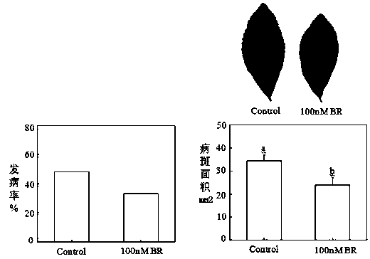 Application of 24-epibrassinolide and 24-epibrassinolide containing environment-friendly preparation for preventing and treating tea tree anthracnose