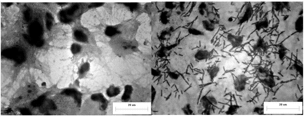 Lactobacillus reuteri having probiotic effect and resisting ETEC (Enterotoxigenic Escherichia Coli) and application