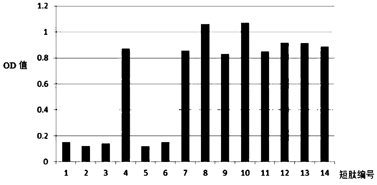 C-peptide immunogen, monoclonal antibody pair thereof, and application of monoclonal antibody pair to C-peptide magnetic particle chemical light-emitting immunoreagent