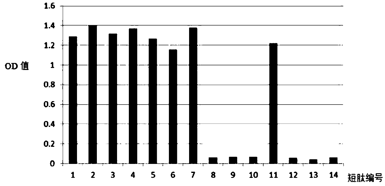 C-peptide immunogen, monoclonal antibody pair thereof, and application of monoclonal antibody pair to C-peptide magnetic particle chemical light-emitting immunoreagent