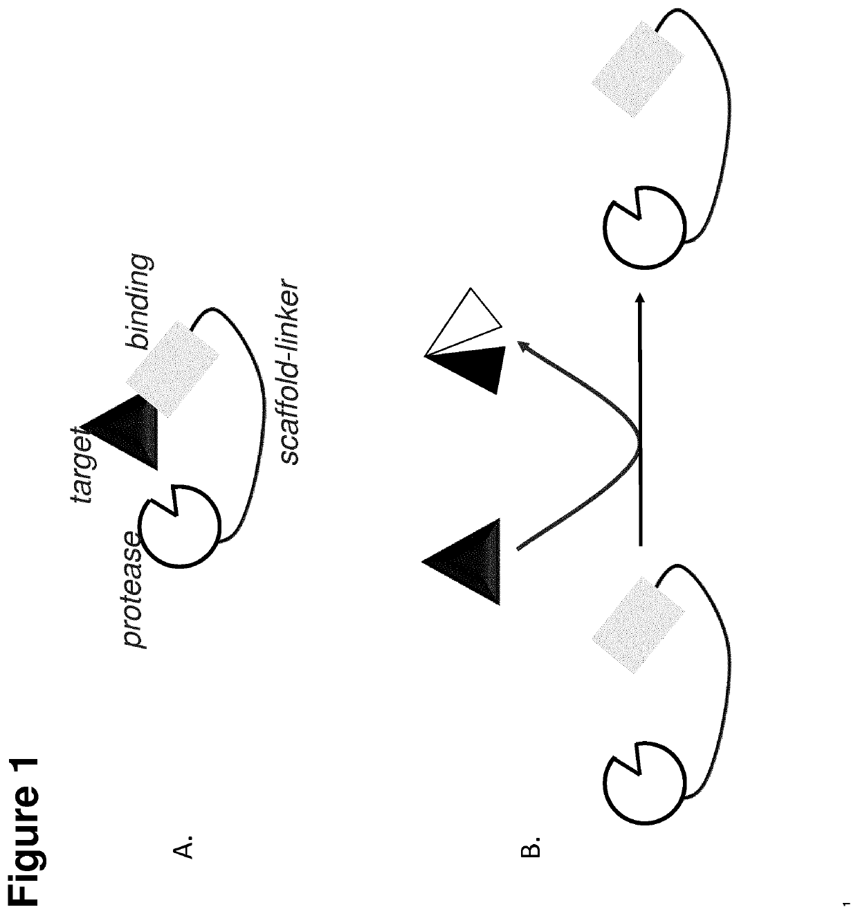 Conjugated protease targeting moieties