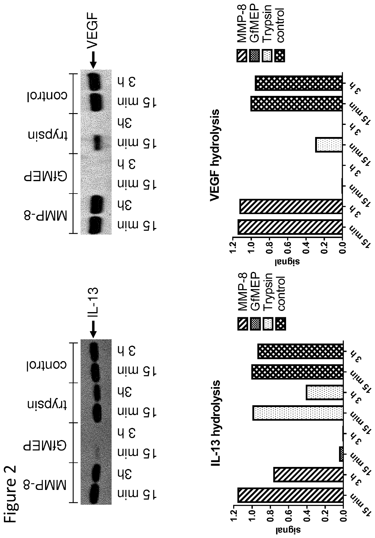 Conjugated protease targeting moieties