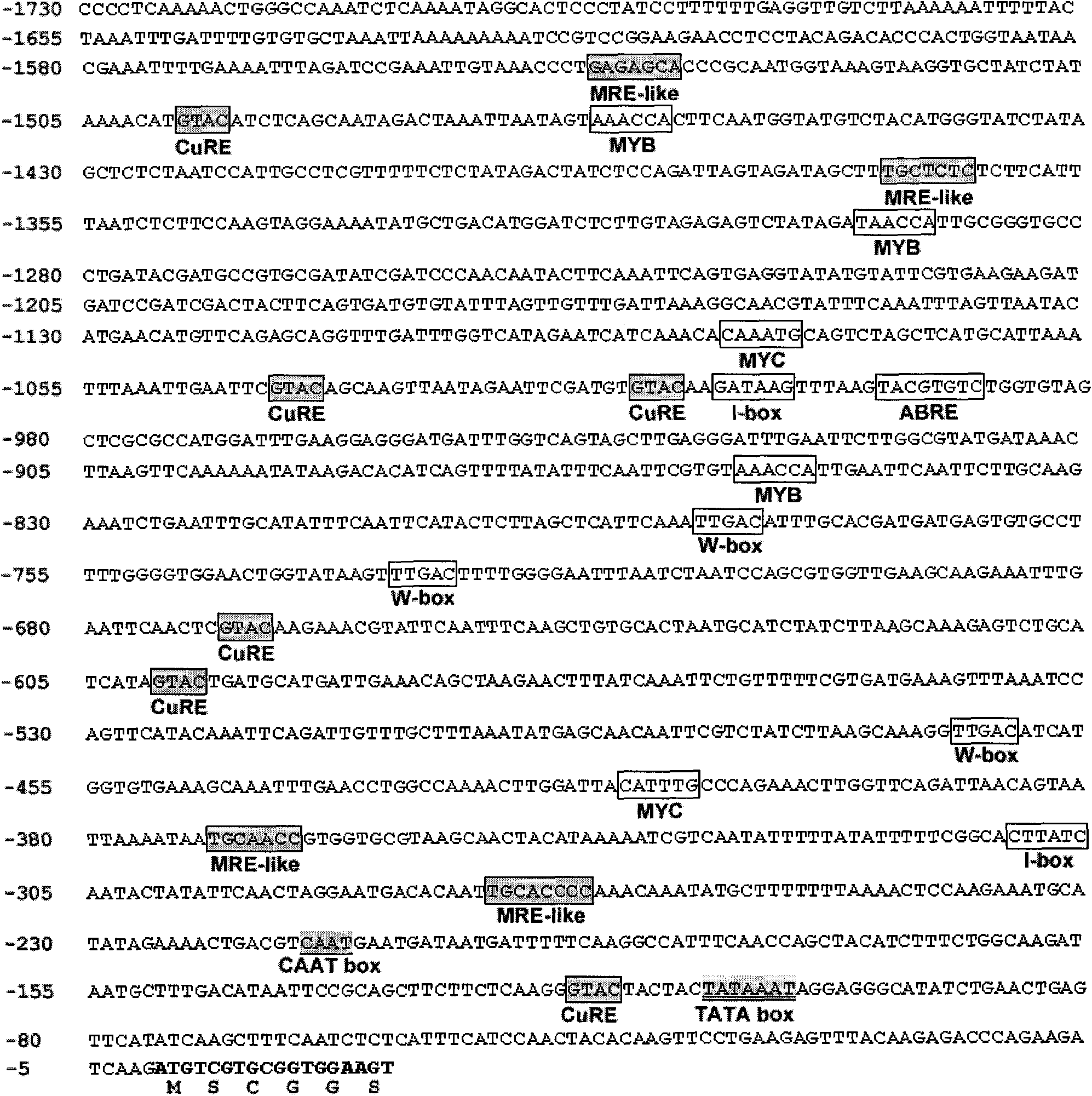 Promoter with properties of inducing and organizing specific expression