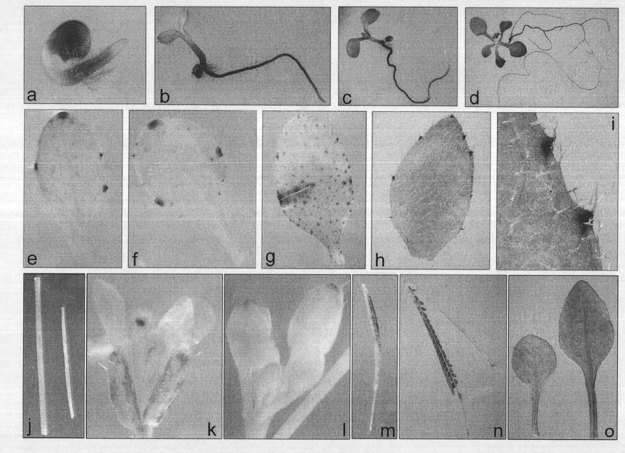 Promoter with properties of inducing and organizing specific expression