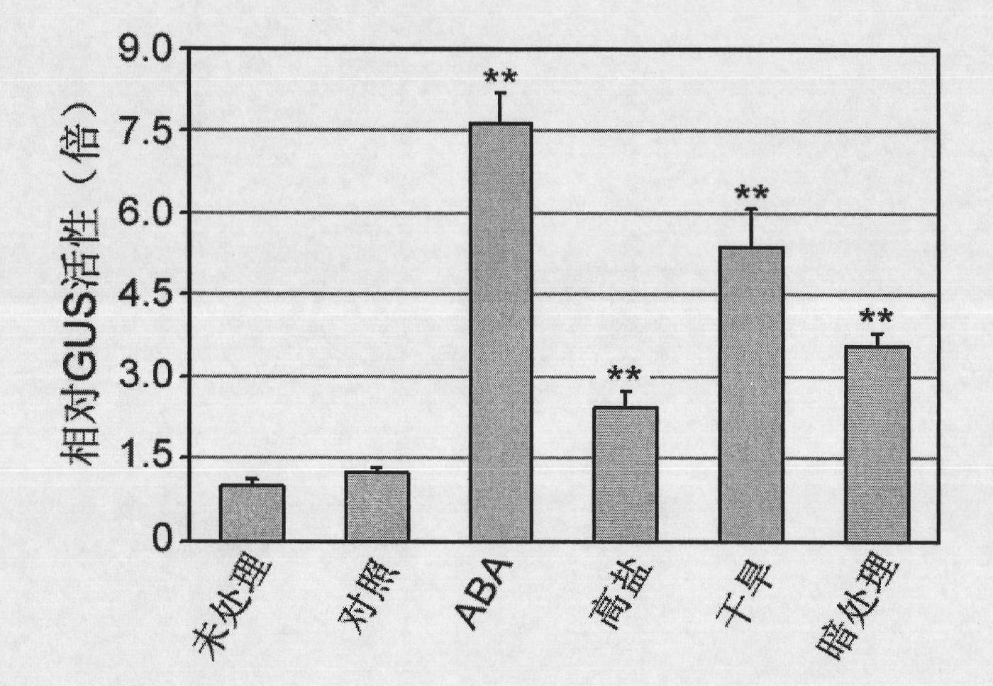 Promoter with properties of inducing and organizing specific expression