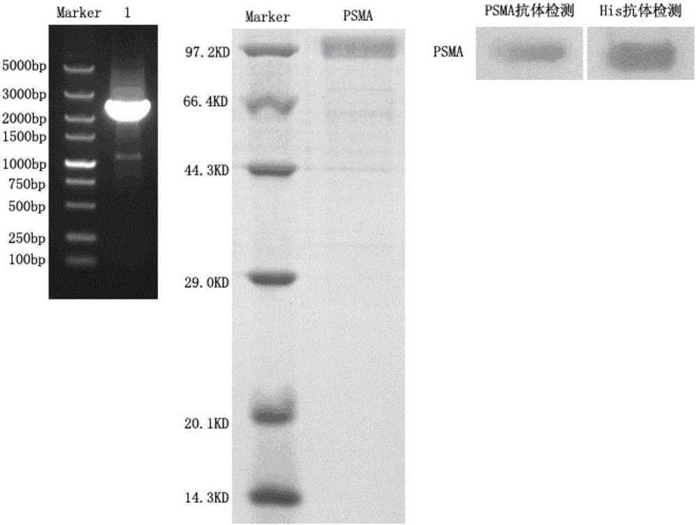 Single-domain heavy-chain antibody aiming at prostate specific membrane antigen