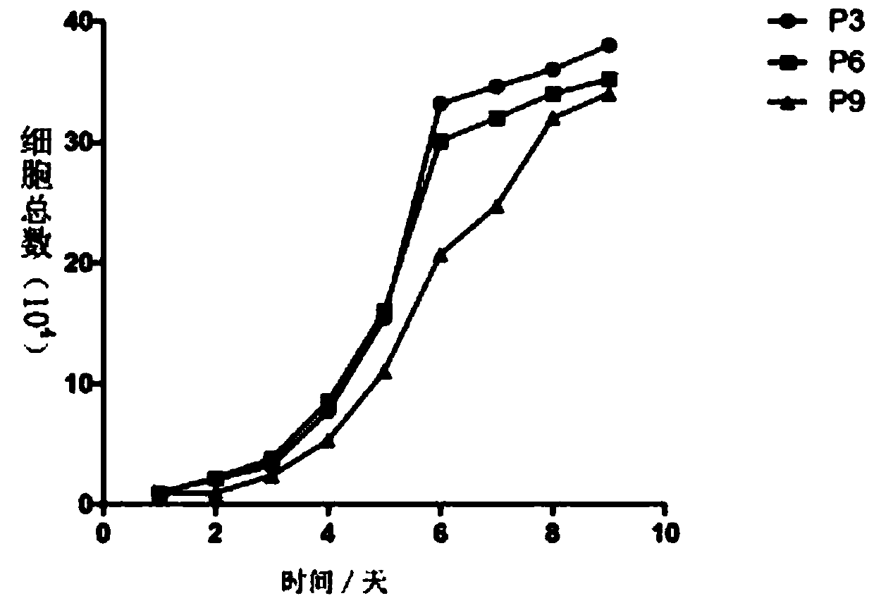 Application of horse fat mesenchymal stem cells in preparing drug for treating horse injury